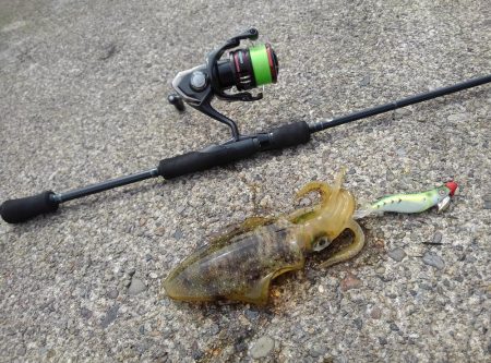 アオリイカは順調に成長